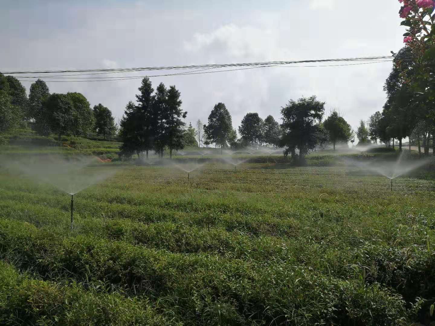 湖南農(nóng)業(yè)水肥一體化灌溉,湖南別墅庭院智能灌溉,長沙沁園灌溉有限公司,湖南足球場噴灌,長沙足球場噴灌,足球場噴灌,足球場灌溉,長沙足球場灌溉,湖南足球場灌溉
