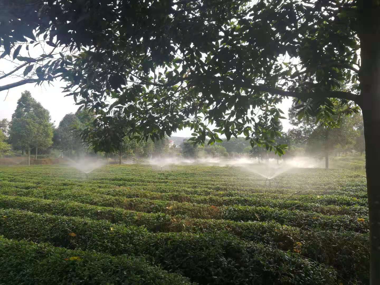 湖南農(nóng)業(yè)水肥一體化灌溉,湖南別墅庭院智能灌溉,長沙沁園灌溉有限公司,湖南足球場噴灌,長沙足球場噴灌,足球場噴灌,足球場灌溉,長沙足球場灌溉,湖南足球場灌溉
